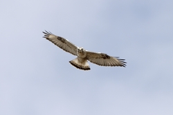 Rough-legged Hawk
