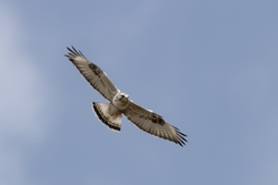 Rough-legged Hawk