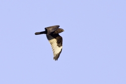 Rough-legged Hawk