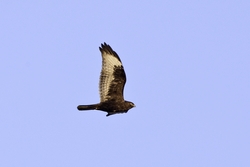 Rough-legged Hawk