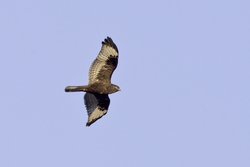 Rough-legged Hawk