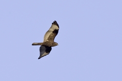 Rough-legged Hawk
