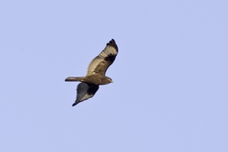 Rough-legged Hawk