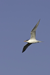 Royal Tern
