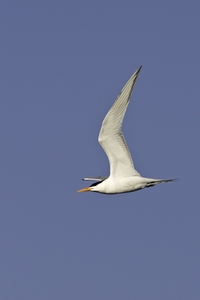 Royal Tern