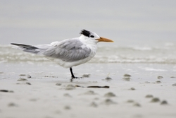 Royal Tern