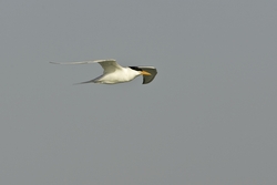 Royal Tern