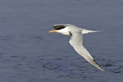 Royal Tern