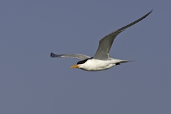 Royal Tern