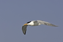 Royal Tern