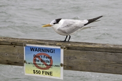 Royal Tern