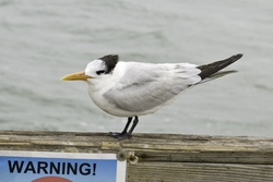 Royal Tern