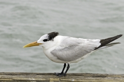 Royal Tern