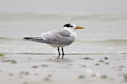 Royal Tern