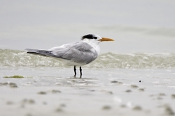 Royal Tern