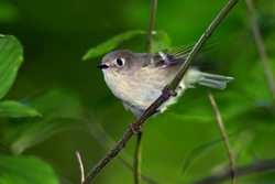 Ruby-crowned Kinglet