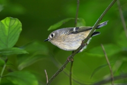 Ruby-crowned Kinglet