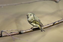 Ruby-crowned Kinglet