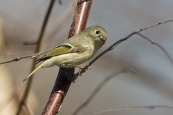 Ruby-crowned Kinglet