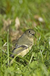 Ruby-crowned Kinglet
