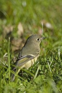 Ruby-crowned Kinglet