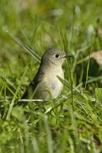 Ruby-crowned Kinglet