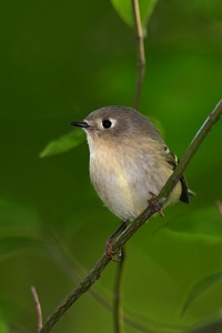 Ruby-crowned Kinglet