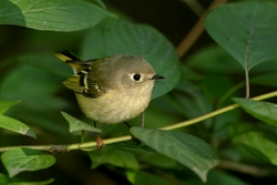 Ruby-crowned Kinglet