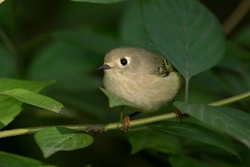 Ruby-crowned Kinglet