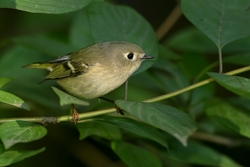 Ruby-crowned Kinglet