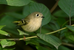 Ruby-crowned Kinglet