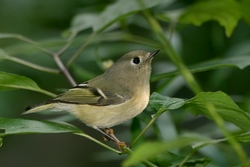 Ruby-crowned Kinglet