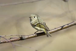 Ruby-crowned Kinglet