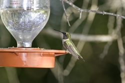 Ruby-throated Hummingbird