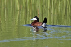 Ruddy Duck