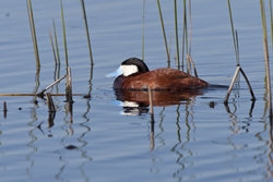 Ruddy Duck