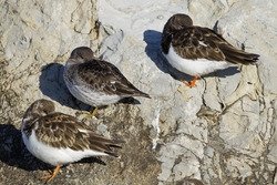 Ruddy Turnstone