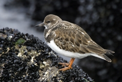 Ruddy Turnstone