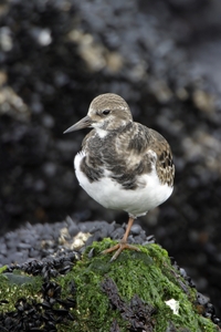 Ruddy Turnstone