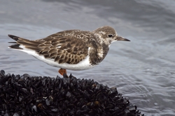 Ruddy Turnstone