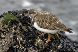 Ruddy Turnstone