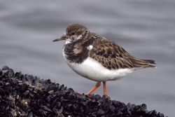 Ruddy Turnstone
