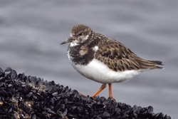 Ruddy Turnstone