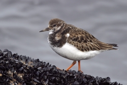 Ruddy Turnstone