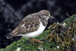 Ruddy Turnstone