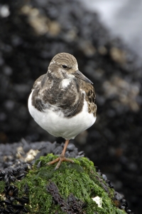 Ruddy Turnstone