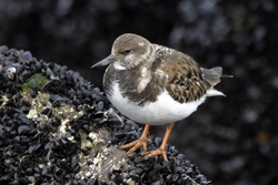 Ruddy Turnstone