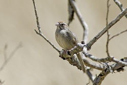 Rufous-crowned Sparrow