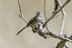 Rufous-crowned Sparrow