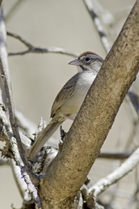 Rufous-crowned Sparrow